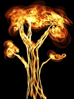 flame-tree